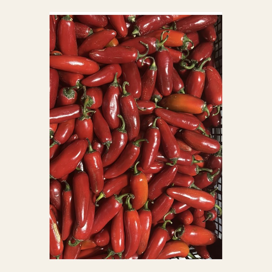 Fresh Red Hot Peppers