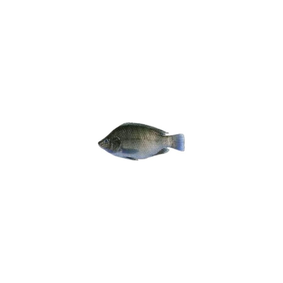 Frozen Tilapia Fish