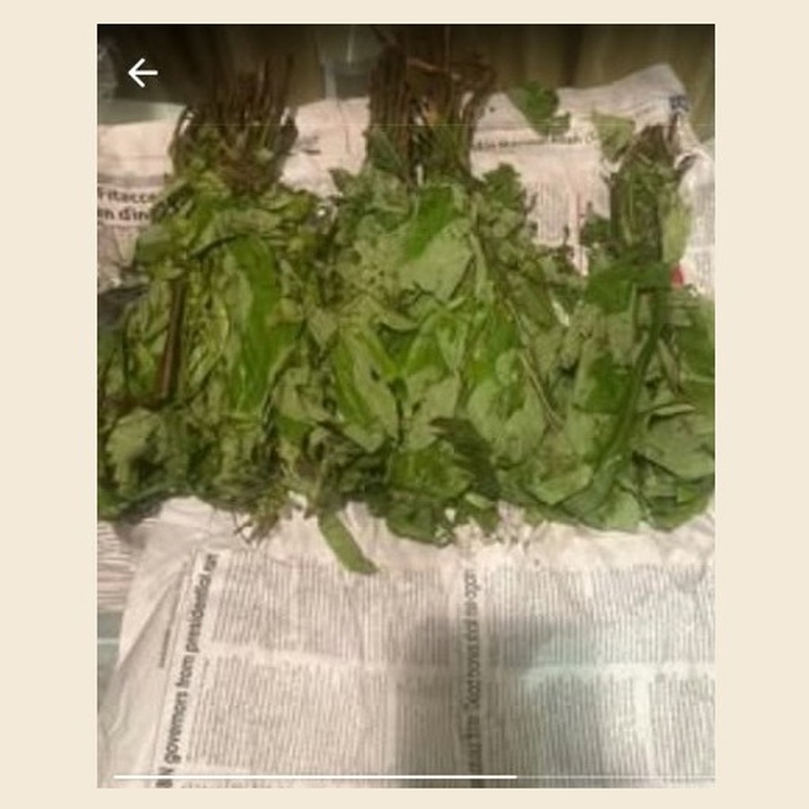 Fresh Oha Leaf