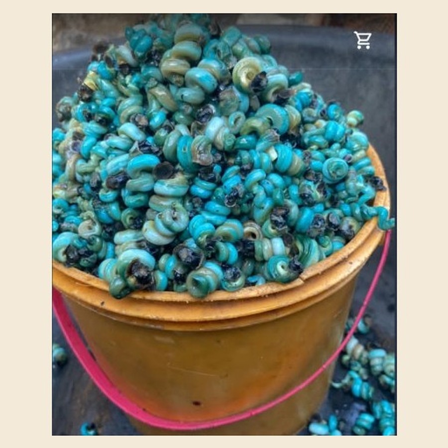 Fresh Periwinkle