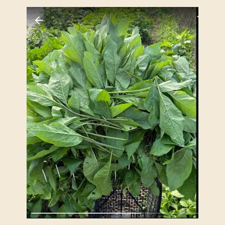 Fresh Scent Leaf