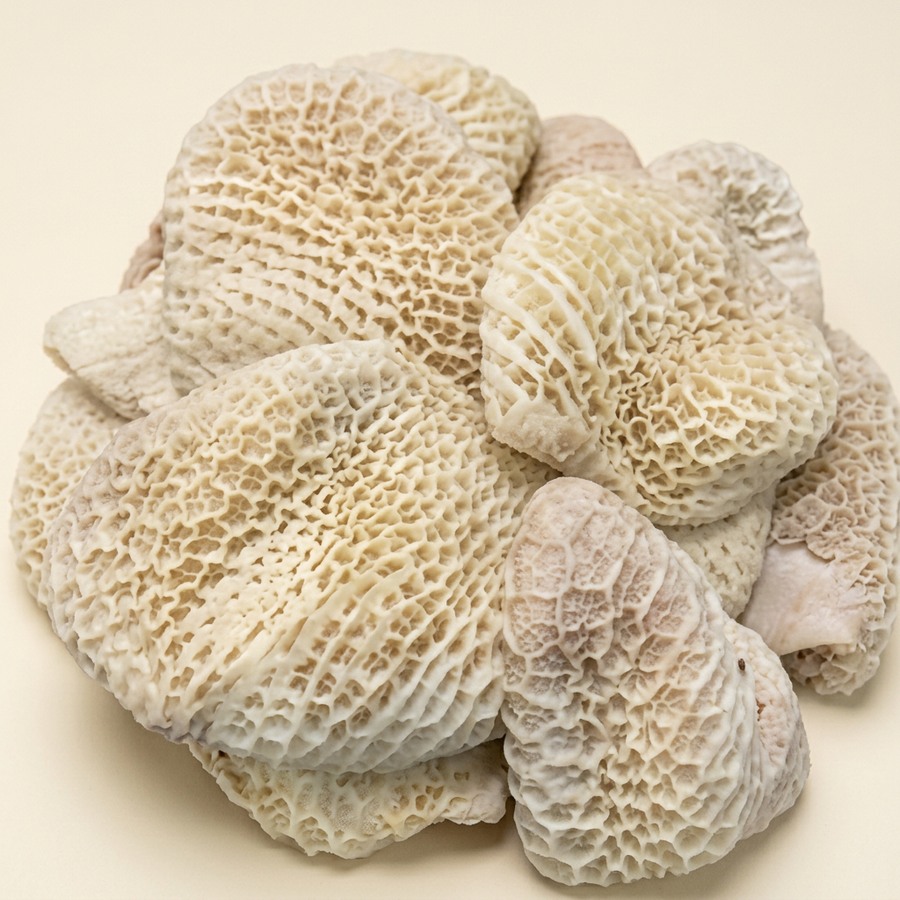 Beef Honeycomb Tripe (Shaki)