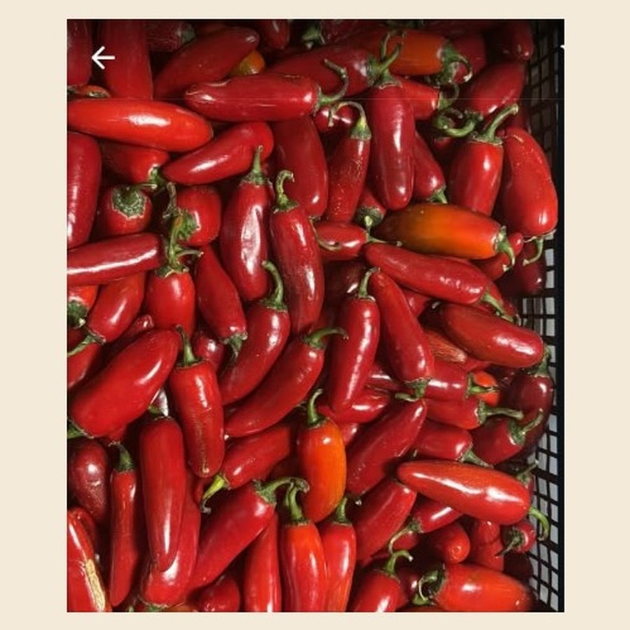 Shobo Pepper / Habanero