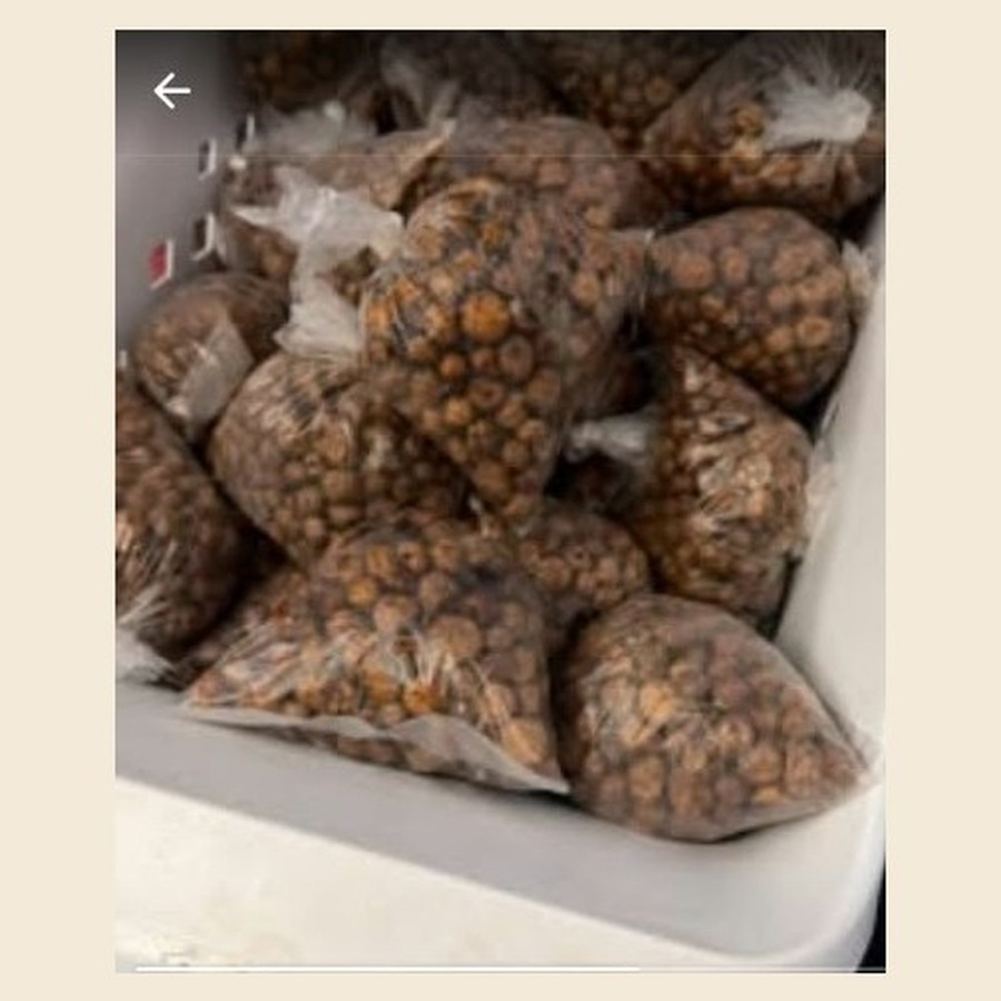 Fresh Tiger Nut