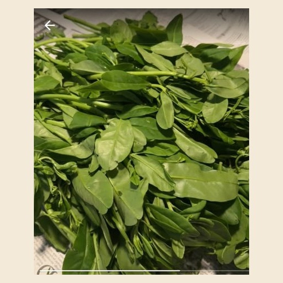 Fresh Water Leaf